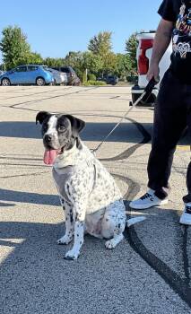Oreo -  Labrador Retriever and Australian Cattle Dog Blue Heeler Dog for Adoption in Bull Valley, Illinois - Oreo | PetCurious