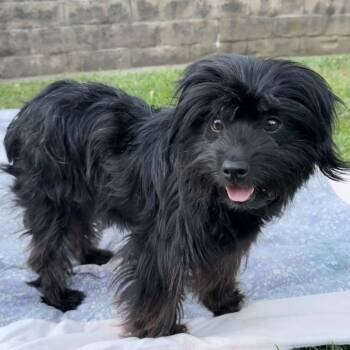 Lois -  Terrier Dog for Adoption in Sonoma, California - Lois | PetCurious