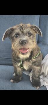 Hilda, hippo -  French Bulldog and Poodle Dog for Adoption in Hawthorne, California - Hilda, Hippo | PetCurious