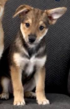 Scout -  Jack Russell Terrier and Pomeranian Dog for Adoption in Tyler Hill, Pennsylvania - Scout | PetCurious