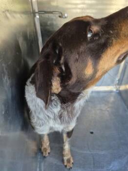 Rescue Labrador Retriever and Mixed Breed Dogs for Adoption in Pasadena, Texas - LAUREN | PetCurious