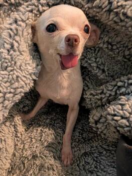 Rescue Chihuahua Dogs for Adoption in Ceres, Virginia - Nibbler | PetCurious