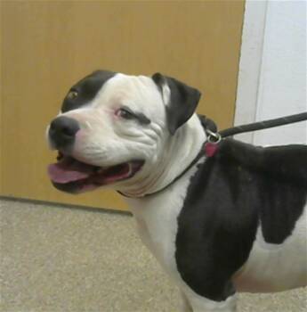 Rescue Pit Bull Terrier and Mixed Breed Dogs for Adoption in Albuquerque, New Mexico - MARSHALL | PetCurious