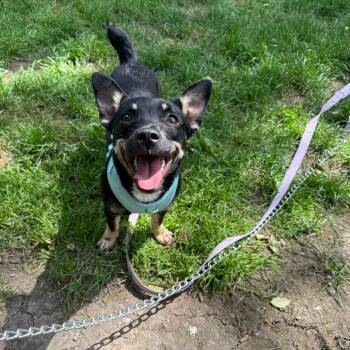 Poppy -  Jack Russell Terrier and Mixed Breed Dog for Adoption in Avon, Ohio - Poppy | PetCurious
