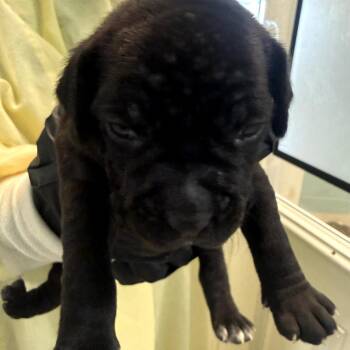 Mixed Breed Dogs Available for Adoption in Loxahatchee Groves, Florida - CUATRO 1962 | PetCurious