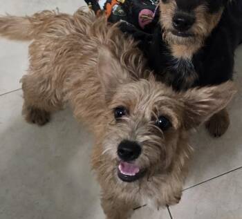 Trooper -  Cairn Terrier Dog for Adoption in Stockton, California - Trooper | PetCurious