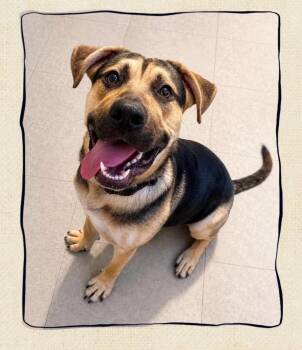 Leo -  German Shepherd Dog Dog for Adoption in Amelia, Ohio - Leo | PetCurious