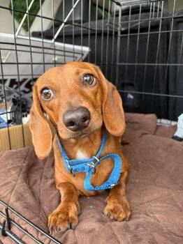 Macaroni -  Dachshund Dog for Adoption in Middletown, Connecticut - Macaroni | PetCurious