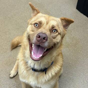 Chow Chow Dogs Available for Adoption in Corpus Christi, Texas - Sunoco | PetCurious