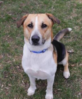 Hound Dogs Available for Adoption - Cai | PetCurious