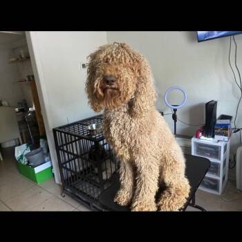 Buzz -  Goldendoodle Dog for Adoption in Atlanta, Georgia - Buzz | PetCurious