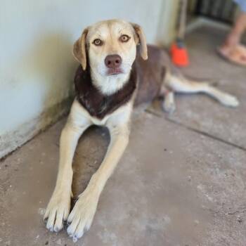 Rescue Labrador Retriever Dogs for Adoption in Harlingen, Texas - Honey | PetCurious