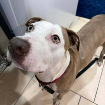 Catahoula Leopard Dog Dogs Available for Adoption in Pinellas Park, Florida - Maggie | PetCurious