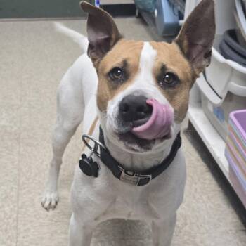 Pit Bull Terrier Dogs Available for Adoption - DRAKEO | PetCurious