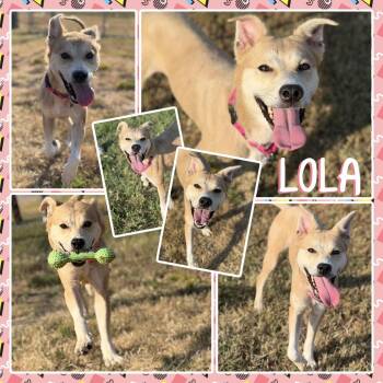 Lola -  Shepherd and Mixed Breed Dog for Adoption in Fort Smith, Arkansas - Lola | PetCurious