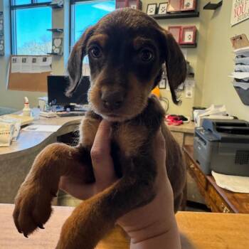 Doberman Pinscher and Poodle Dogs Available for Adoption in Las Vegas, Nevada - Grand 53757 | PetCurious