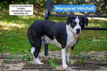Margaret Mitchell -  Border Collie and Husky Dog for Adoption in Sevierville, Tennessee - Margaret Mitchell | PetCurious