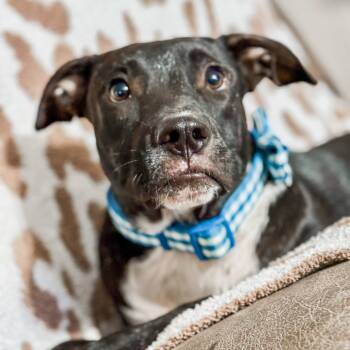 Rescue Catahoula Leopard Dog and Mixed Breed Dogs for Adoption in Parrish, Alabama - Eddy | PetCurious