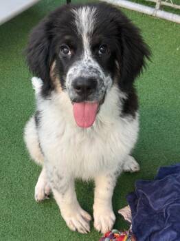 Scarlett -  Great Pyrenees and Border Collie Dog for Adoption in Vancouver, British Columbia - Scarlett | PetCurious