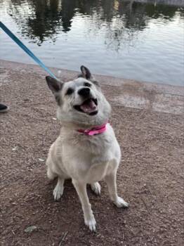 FARRAH -  Anatolian Shepherd and Mixed Breed Dog for Adoption in Las Vegas, Nevada - FARRAH | PetCurious