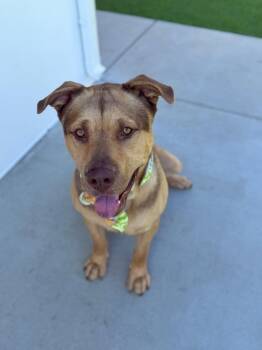 Pancho -  German Shepherd Dog Dog for Adoption in West Hollywood, California - Pancho | PetCurious