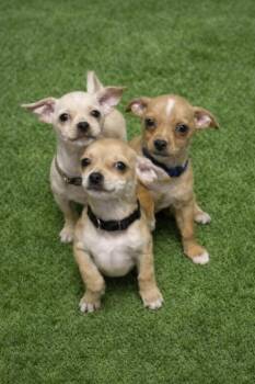Chihuahua and Mixed Breed Dogs Available for Adoption - Kahula | PetCurious