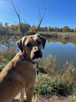 Mingo -  Labrador Retriever Dog for Adoption in Winter Park, Colorado - Mingo | PetCurious