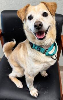 Rescue Mixed Breed Dogs for Adoption - Butternut | PetCurious