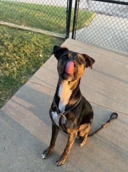 Jade -  Mixed Breed Dog for Adoption in Memphis, Tennessee - Jade | PetCurious