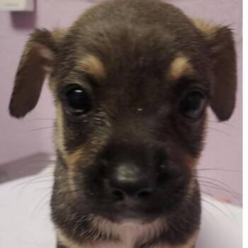 Luigi -  Chihuahua Dog for Adoption in Tacoma, Washington - Luigi | PetCurious