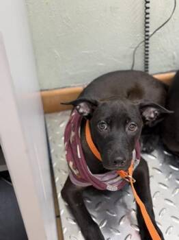 Tilapia -  Terrier and Mixed Breed Dog for Adoption in Gainesville, Florida - Tilapia | PetCurious