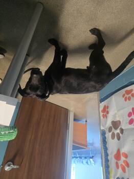 Labrador Retriever Dogs Available for Adoption - PRINCETON | PetCurious