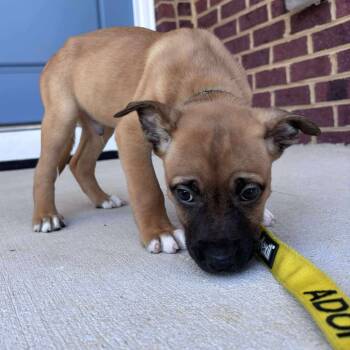 Rescue Pit Bull Terrier and Belgian Shepherd Malinois Dogs for Adoption in Jarrettsville, Maryland - Dense Fog | PetCurious