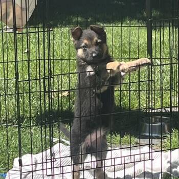 Mila -  German Shepherd Dog Dog for Adoption - Mila | PetCurious