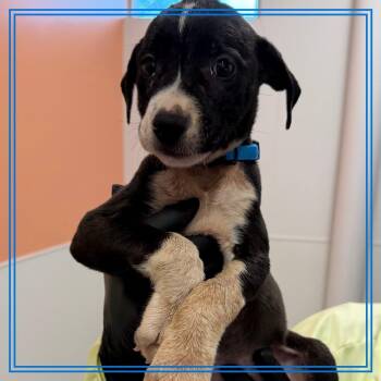 Nacho Fry -  Mixed Breed Dog Available for Adoption in Austin, Texas - Nacho Fry | PetCurious