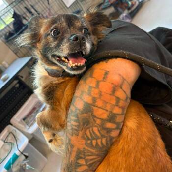 Jolie Stray Hold 6/24 -  Mixed Breed Dog for Adoption in Huntington, West Virginia - Jolie Stray Hold 6/24 | PetCurious