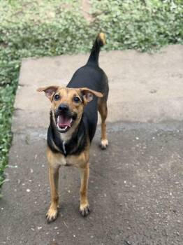 Mixed Breed Dogs Available for Adoption - Pearletta | PetCurious