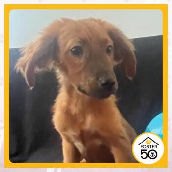 Gio Reyna -  Mixed Breed Dog for Adoption in Toms River, New Jersey - Gio Reyna | PetCurious