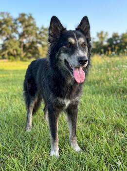 Edison -  Siberian Husky Dog for Adoption in Houston, Texas - Edison | PetCurious