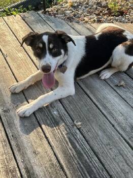 Rolo -  Labrador Retriever and Pointer Dog for Adoption in Scottsburg, Indiana - Rolo | PetCurious