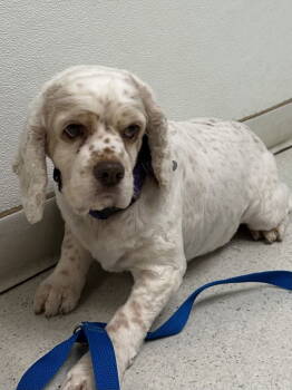 Rescue Cocker Spaniel Dogs for Adoption in Brandon, South Dakota - Freckles | PetCurious