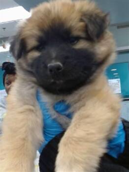 Anatolian Shepherd and Mixed Breed Dogs Available for Adoption in Oklahoma City, Oklahoma - A474120 | PetCurious