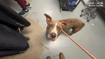 Rescue Pit Bull Terrier Dogs for Adoption in Ocala, Florida - A369847 | PetCurious