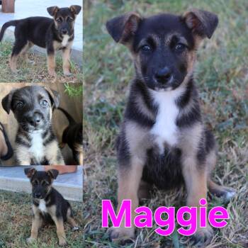 Maggie -  German Shepherd Dog Dog for Adoption in Dallas, Texas - Maggie | PetCurious