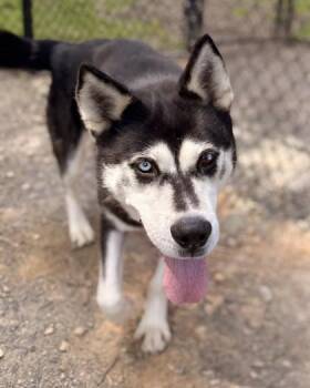 Sirius -  Mixed Breed Dog for Adoption in Fairfax, Virginia - Sirius | PetCurious