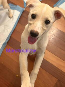 Marshmallow -  Shepherd Dog for Adoption in Newnan, Georgia - Marshmallow | PetCurious