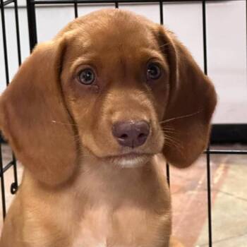 CT Polly -  Hound and Mixed Breed Dog for Adoption in Eastford, Connecticut - CT Polly | PetCurious