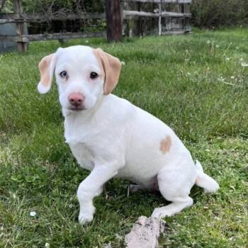 Beagle Dogs Available for Adoption in Syracuse, New York - Rukia | PetCurious