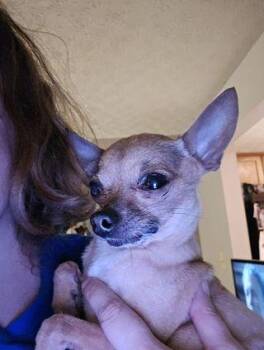 Lil