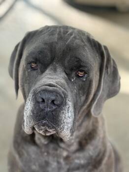 Diesel -  Cane Corso Dog for Adoption in Leavenworth, Kansas - Diesel | PetCurious